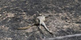 أكثر من "مليار قتيل".. الحيوانات تدفع ثمن حرائق أستراليا