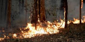 تأثير الحرائق طال 75 بالمئة من الأستراليين