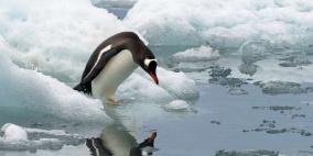 لأول مرة.. علماء يسجلون صوت البطريق تحت الماء