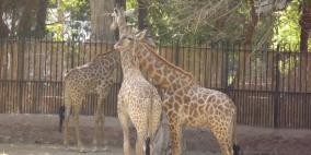 في حديقة حيوانات مغلقة بالقاهرة..الحراس والحيوانات يؤانسون بعضهم