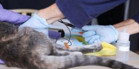 دراسة تتوصل إلى أن القطط قد تصاب بكورونا ومنظمة الصحة تتحقق