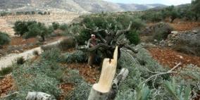 مستوطنون يقطعون 40 شجرة زيتون معمرة 