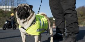  أول كلب يصاب بكورونا في الولايات المتحدة