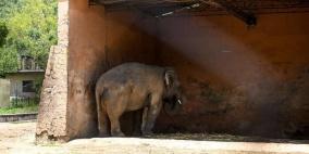 الفيل كافان.. المحكمة تأمر بإنهاء معاناة الحيوان الحزين