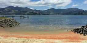 انتحار جراد البحر يصبغ شواطئ نيوزلندا باللون الأحمر
