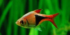 "يأس سمكة" يدل العلماء على دواء الاكتئاب!