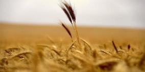 صادرات الاتحاد الأوروبي من القمح تزيد 64% 