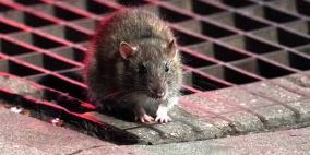 فئران جائعة وعدوانية تهاجم بيوت البريطانيين