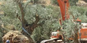 الاحتلال يقتلع 22 شجرة زيتون في رأس كركر 