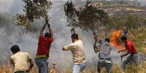 مستوطنون يحرقون أشجار زيتون معمرة في بلدة الخضر