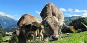 الأبقار تتسبب بوفاتين في إنجلترا بأقل من أسبوعين