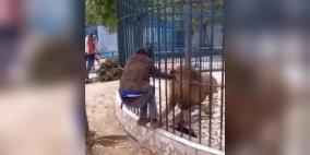 فيديو مرعب.. أسد يعض يد عامل في حديقة حيوانات
