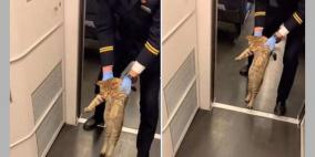 قطار صيني يطردُ قطة "بدون تذكرة"