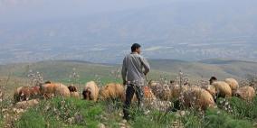 الخليل: مستوطنون يعتدون على رعاة الماشية وينصبون خيمتين