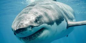 هجمات أسماك القرش تحصد المزيد من البشر في أستراليا