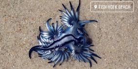 فيديو وصور.. رصد مخلوق غريب يُعرف باسم "أجمل قاتل في المحيط"