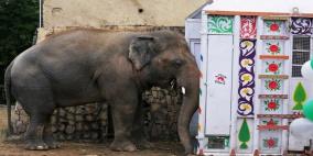 نقل الفيل الباكستاني "كافان" إلى محمية للحيوانات في كمبوديا