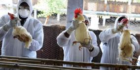 الزراعة: إجراءات مشددة بعد تفشي انفلونزا الطيور بالداخل