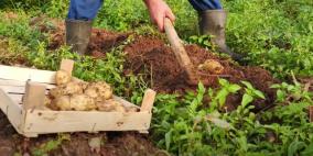 واقع قطاع الزراعة ومساهمته في اقتصاد فلسطين