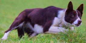 الجرو "كيم" .. أغلى كلب راعي في العالم