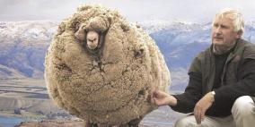 بالصور.. خروف يرتاح من 35 كيلوغراماً من الصوف في استراليا