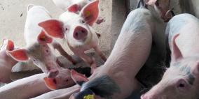 ماليزيا .. جهود لاحتواء تفشي حمى الخنازير الأفريقية