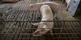 الصين تعلن تفشي حمى الخنازير في إقليمين