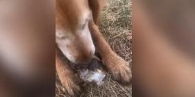 فيديو مؤثر .. كلب يرعى مجموعة أرانب فقدت والدتها