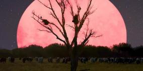 موعد ظهور القمر الوردي العملاق هذا العام!