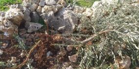 مستوطنون يقتلعون 13 شجرة زيتون من أراضي بلدة حارس