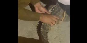 فيديو.. السيطرة على تمساح يتجول في السعودية