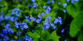 ما سبب ندرة الأزهار ذات اللون الأزرق في الطبيعة؟
