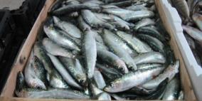ضبط 200 كيلو من الأسماك الفاسدة في جنين