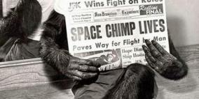 الشمبانزي بعد مهمة ناجحة إلى الفضاء