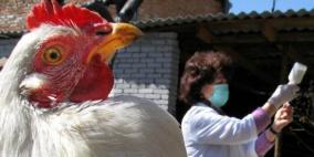 الصين تسجل أول إصابة بشرية في العالم بإنفلونزا الطيور