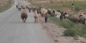 مستوطن يدهس ماشية في الأغوار الشمالية