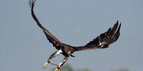 "النسر المصري النادر" يظهر في بريطانيا بعد 150 عاما!