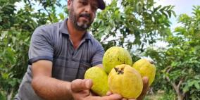 بدء موسم قطف فاكهة الجوافة في مدينة خانيونس