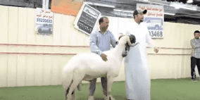 بالفيديو: بيع خروف مقابل 200 ألف دولار في الكويت