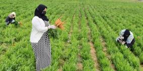 "جرين جيرلز".. فتيات خريجات يزرعن 8 دونمات على حدود غزة