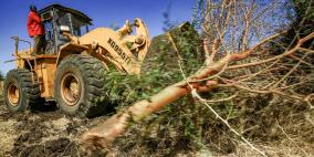 بلدية نابلس تفرض غرامة 500 دينار على مواطنين قطعوا أشجار