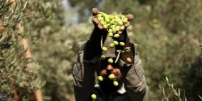 الزراعة بغزة تعلن مواعيد قطف الزيتون وتشغيل المعاصر