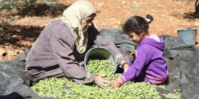غزة: الزراعة تفتتح موسم قطف الزيتون وتشغيل المعاصر