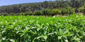العودة إلى الأرض.. رحلة مع طعام المونة الفلسطيني