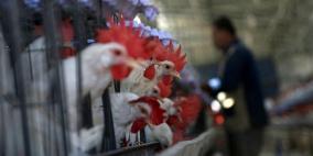وزارة الاقتصاد تحدد سعر الدجاج وتتوعد المخالفين