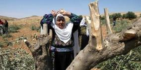 الاحتلال يقتلع 130 شجرة ويجرف أراضي في بيت أمر