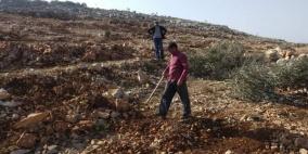 سلفيت: الاحتلال يقتلع 250 شجرة زيتون ويجرف أراضي زراعية