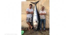 غواص لبناني يصطاد أكبر سمكة تونة ويقدمها لمؤسسة خيرية