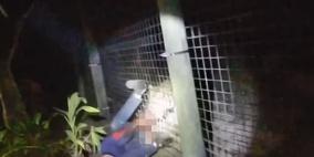 فيديو: كاميرا شرطي تصور لحظات مرعبة لشخص بين أنياب نمر