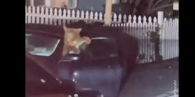 فيديو: دببة تقتحم سيارة وتقوم بما لا يخطر على البال